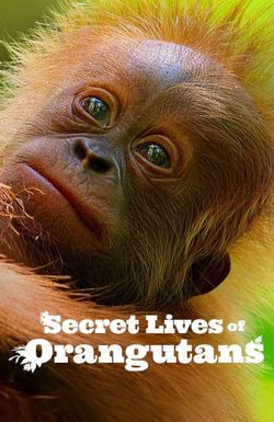 Secret Lives of Orangutans