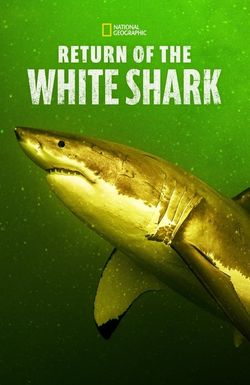 Return of the White Shark