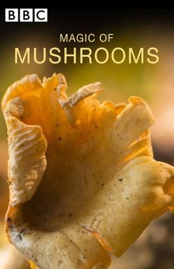 The Magic of Mushrooms