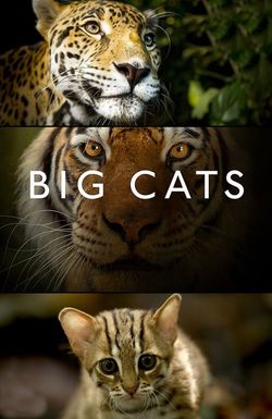 Big Cats