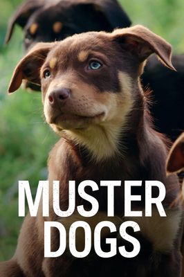 Muster Dogs