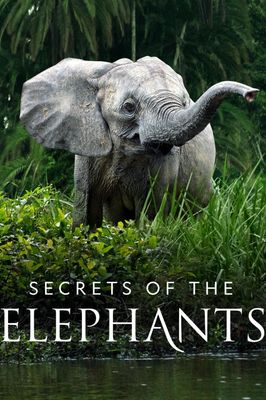 Secrets of the Elephants