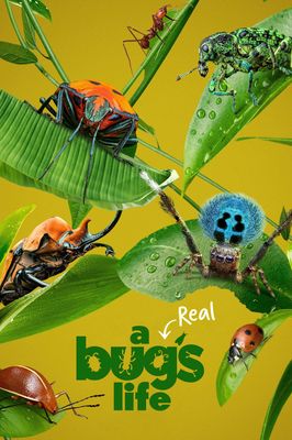 A Real Bug's Life