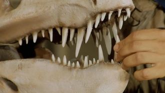 Episode 18 Postosuchus and Teeth