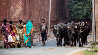 Episode 4 India: Tigers and the Taj