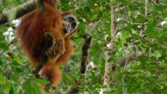 Episode 5 Gunung Leuser, Indonesia