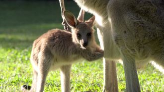 Episode 8 Robert's Baby Kanagroo