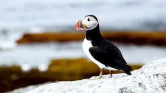 Episode 2 Puffin Island