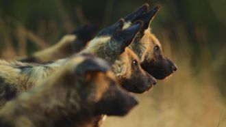 Episode 3 Botswana Wild Dogs