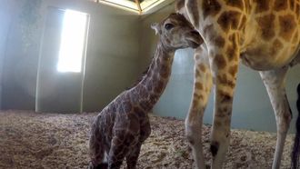 Episode 7 It’s a Baby Giraffe!