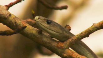 Episode 3 Africa's Most Dangerous Snakes