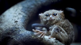 Episode 2 Tarsier Forest