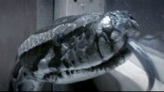 Episode 7 My Pet Python