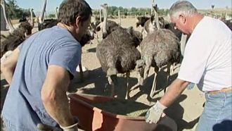 Episode 8 Ostrich Farmer