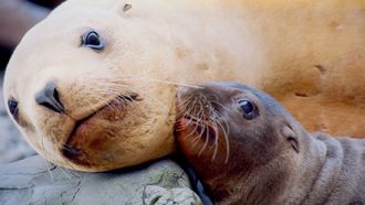 Episode 2 A Baby Sea Lion's Story