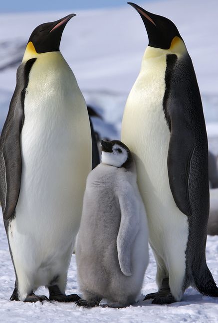 March of the Penguins