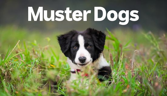 Muster Dogs - Season 3 Episode 4