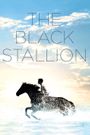 The Black Stallion