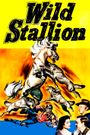 Wild Stallion