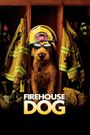 Firehouse Dog