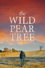 The Wild Pear Tree