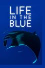 Life in the Blue