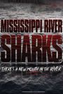 Mississippi River Sharks