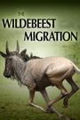 The Wildebeest Migration