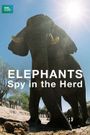 Elephants: Spy in the Herd