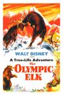 The Olympic Elk