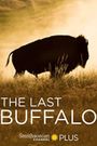 The Last Buffalo