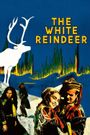 The White Reindeer