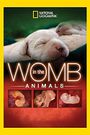 Animals in the Womb