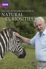 Natural Curiosities