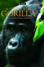 BBC Mountain Gorilla