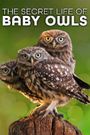 The Secret Life of Owls