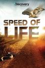 Speed of Life