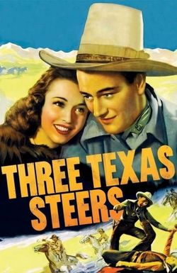 Three Texas Steers