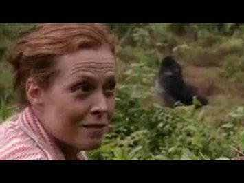 Sigourney Weaver Reunites with the Gorillas from 'Gorillas in the Mist'