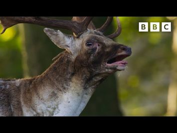 Boisterous bucks fighting Clip