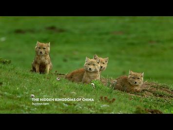 The Hidden Kingdoms Of China on National Geographic WILD | Virgin Media