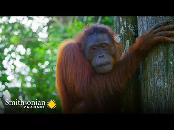 Unusual Animal Behavior Caught On Camera ? Smithsonian Channel