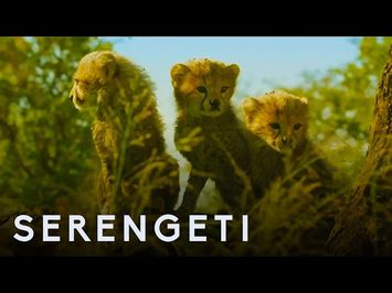 Serengeti: First Look Trailer | New John Boyega Series | BBC Earth