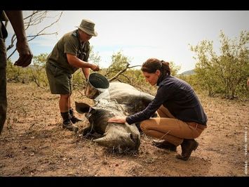 Stroop: Journey Into the Rhino Horn War (Trailer) - Green Film Fest