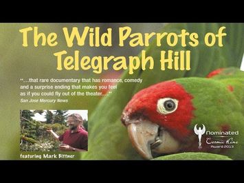 THE WILD PARROTS OF TELEGRAPH HILL - Trailer Deutsch - Nominiert Cosmic Angel 2013