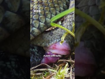 Astounding adder mating Clip