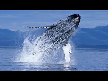 Humpback Whales - Narrated by Ewan McGregor - Official IMAX Trailer - 4K