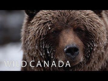 Wild Canada | Coming to CBC Docs