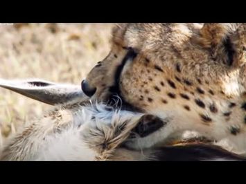 Cheetah chases Gazelle - Inside the Perfect Predator - BBC