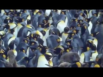 King penguins | Attenborough: Life in the Freezer | BBC